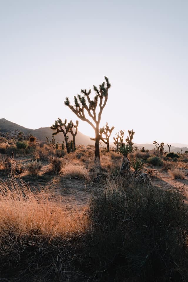 Into the Great Wild Open: California’s Yucca Valley