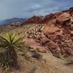 Into the Great Wild Open: California’s Yucca Valley