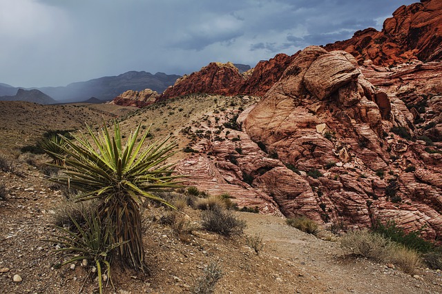 Into the Great Wild Open: California’s Yucca Valley