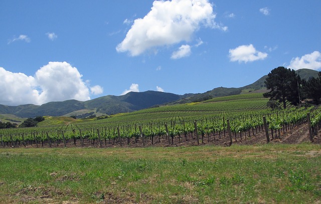A Local's Guide to Santa Ynez Valley