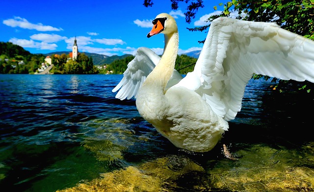 A Perfect Day at Lake Bled, Slovenia