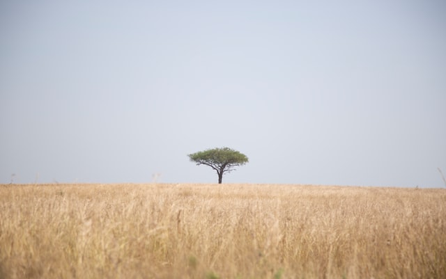 A Conversation with Jenny D. Williams, Author of 'The Atlas of Forgotten Places'