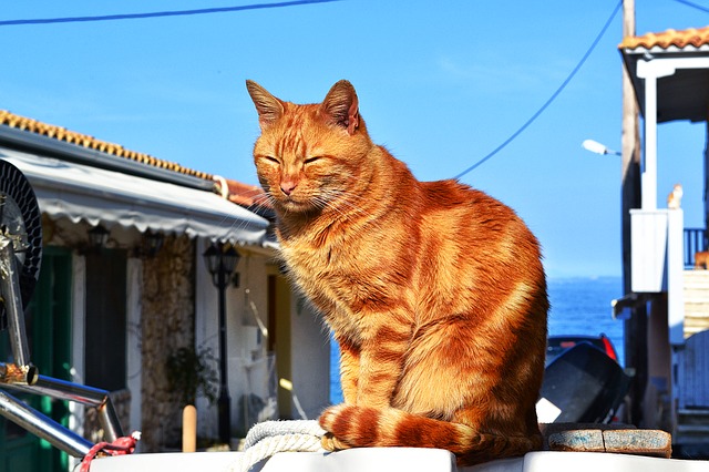 Tajiroshima: Japan's Cat Island