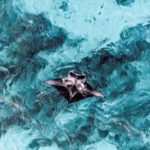 Blown Away by the Manta Ray in Hawaii