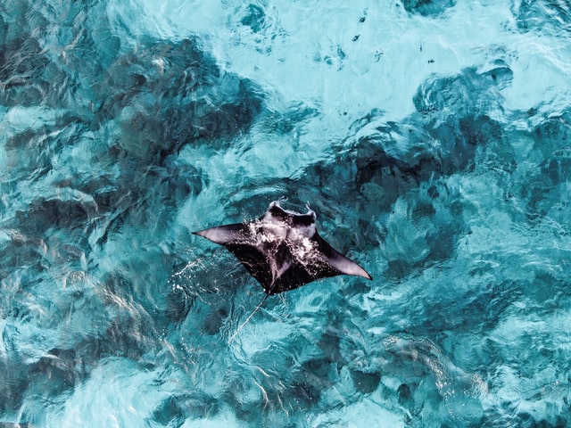 Blown Away by the Manta Ray in Hawaii