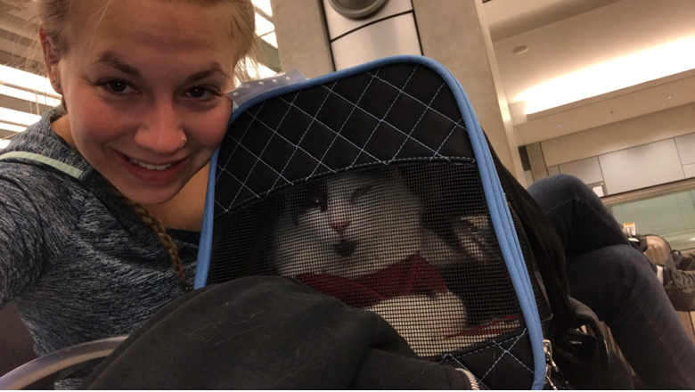 Cats on a Plane: The Misadventures of Travelling with a Cat