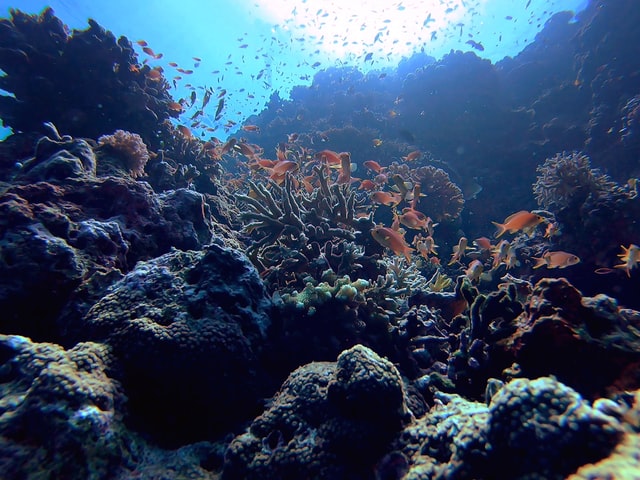 Freediving in the Philippines...with Sardines