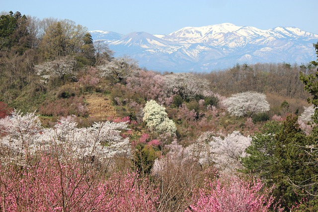 Living in Japan's Fruit Capital, Fukushima