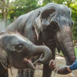 Being a Mahout for a Day in Chiang Mai