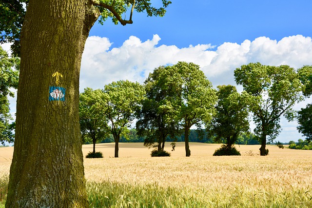 A Generous and Benevolent Place: In Conversation with Camino de Santiago Expert Beebe Bahrami