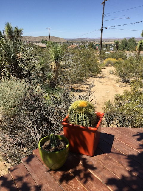 Finding Nourishment in the Mojave Desert