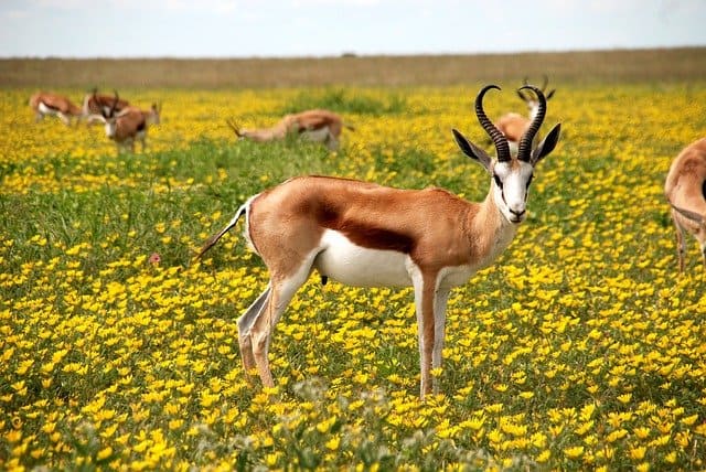 4. Etosha National Park, Namibia