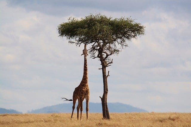 7 African Safari Holidays You'll Cherish Forever
