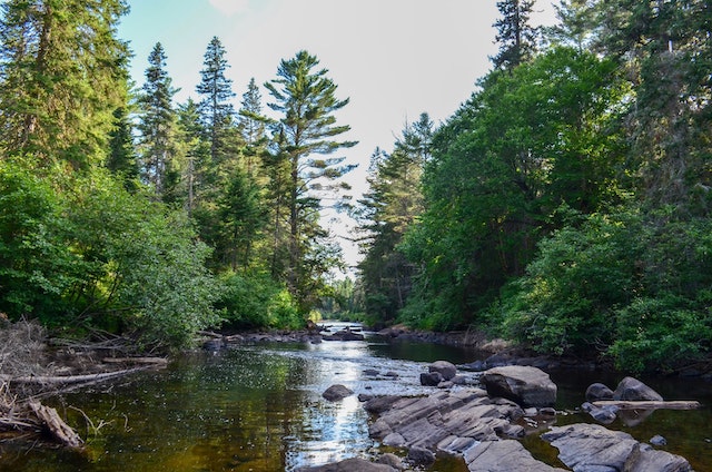 On Honeymooning with Frogs & Bears at Algonquin Provincial Park