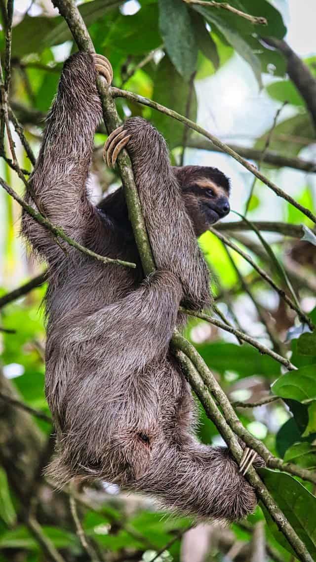 Sloths, Raccoons and a Red Tide in Costa Rica 